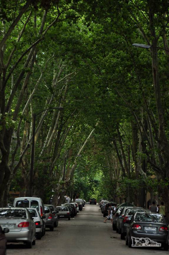 Uma das muitas ruas arborizadas do bairro de Pocitos, em Montevideo, no Uruguai